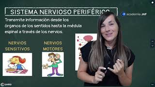 THE NERVOUS SYSTEM and its functions. Central and peripheral nervous system.