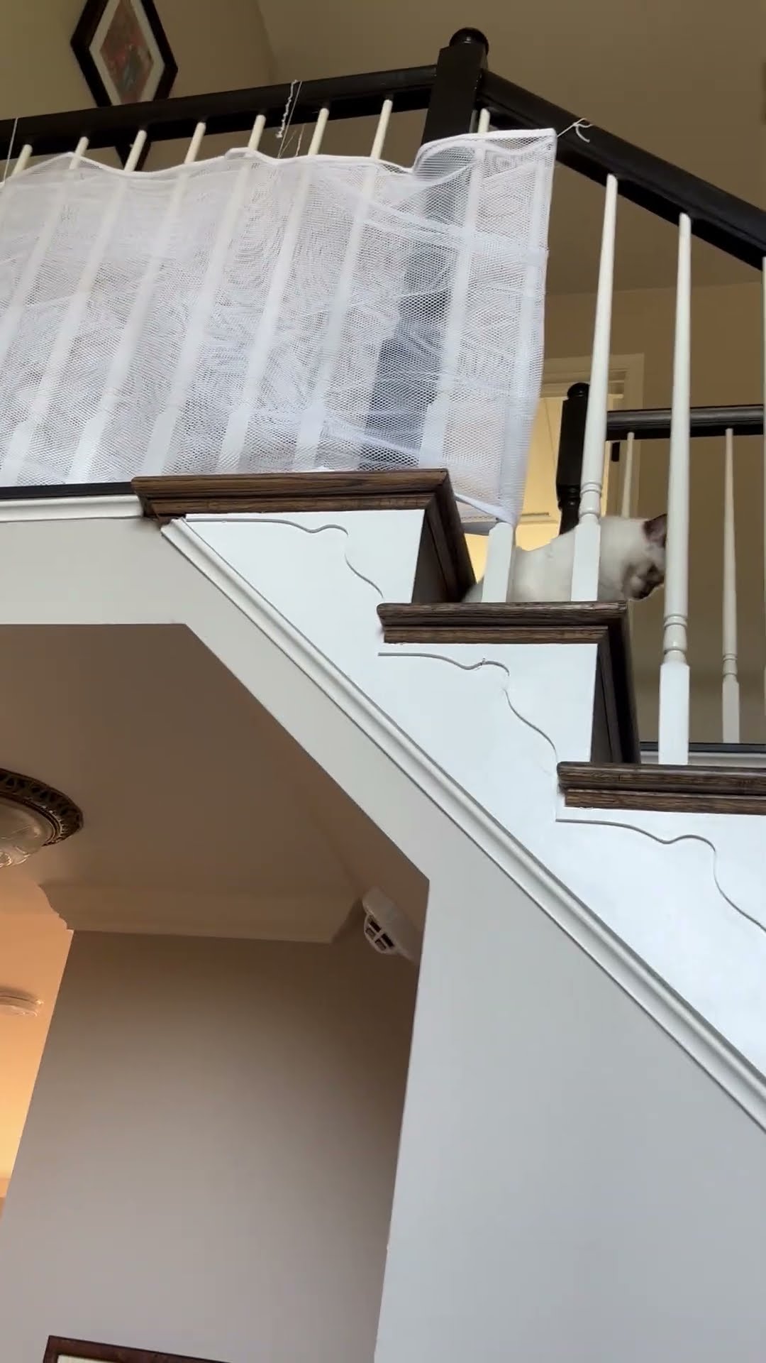 Giving the Cat a Safety Reminder || ViralHog