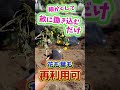 マリーゴールドは捨てるのもったいない！活用の方法を解説！【農園ライフ】#shorts