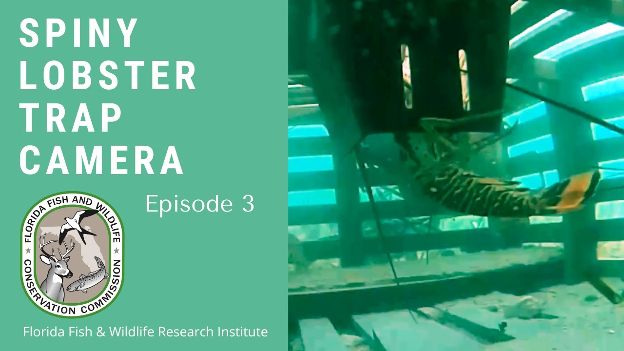 Spiny Lobster Trap Camera - Episode 3: The Great Escape! 