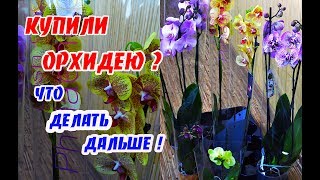 Купила Орхидею В Магазине Что Дальше Делать Купила Орхидею В Магазине Что Дальше Делать