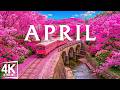 Spring Season April 4K 🌸 Peak Bloom Flowers, Colorful Fields & Fresh Landscapes in Full Light