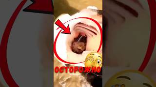 🐟 Вот что достали из пасти этого гигантского сома! #животные #факты
