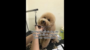 Dạy nghề cắt tỉa lông chó UY TÍN - Học cắt tỉa lông chó ở đâu Hà Nội  - Linopet.net
