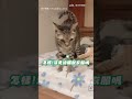【工讀生出來】貓咪站立親秀脫衣？！搞笑畫面曝：以為是AI｜貓｜可愛