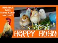 E142 Schlupf und Versorgung der Küken in den ersten Tagen - HAPPY HUHN Naturbrut Teil 3 Hühner Zucht
