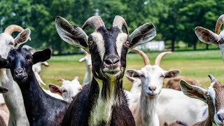 ANOTHER TIPS BEFORE BUYING GOATS || WHAT YOU SHOULD LOOK FOR BEFORE REARING GOATS