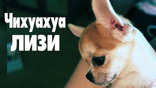 Чишка-малышка смотрит видео🐶выбираем пеленку Чихуахуа Лизи Чишка-малышка смотрит видео🐶выбираем пеленку Чихуахуа Лизи