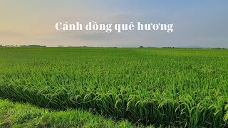 Cánh đồng lúa quê hương