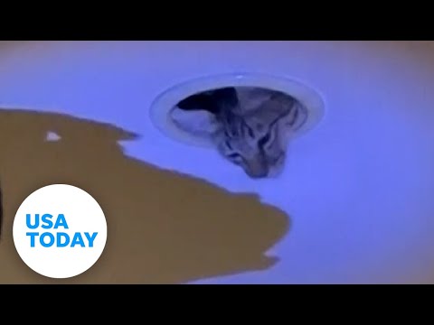 Club workers in Thailand rescue cat from light fixture in ceiling | USA TODAY