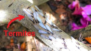 SAVE THOUSANDS WITH THESE TERMITE TIPS!