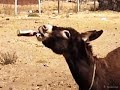 donkey meme .... power of coca cola😂😂😂😂😂