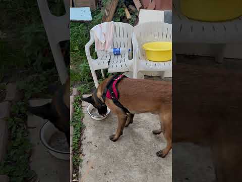 Команда кушай. Кушать только по команде! #шортс #малинуа #бельгийскаяовчарка #дрессура