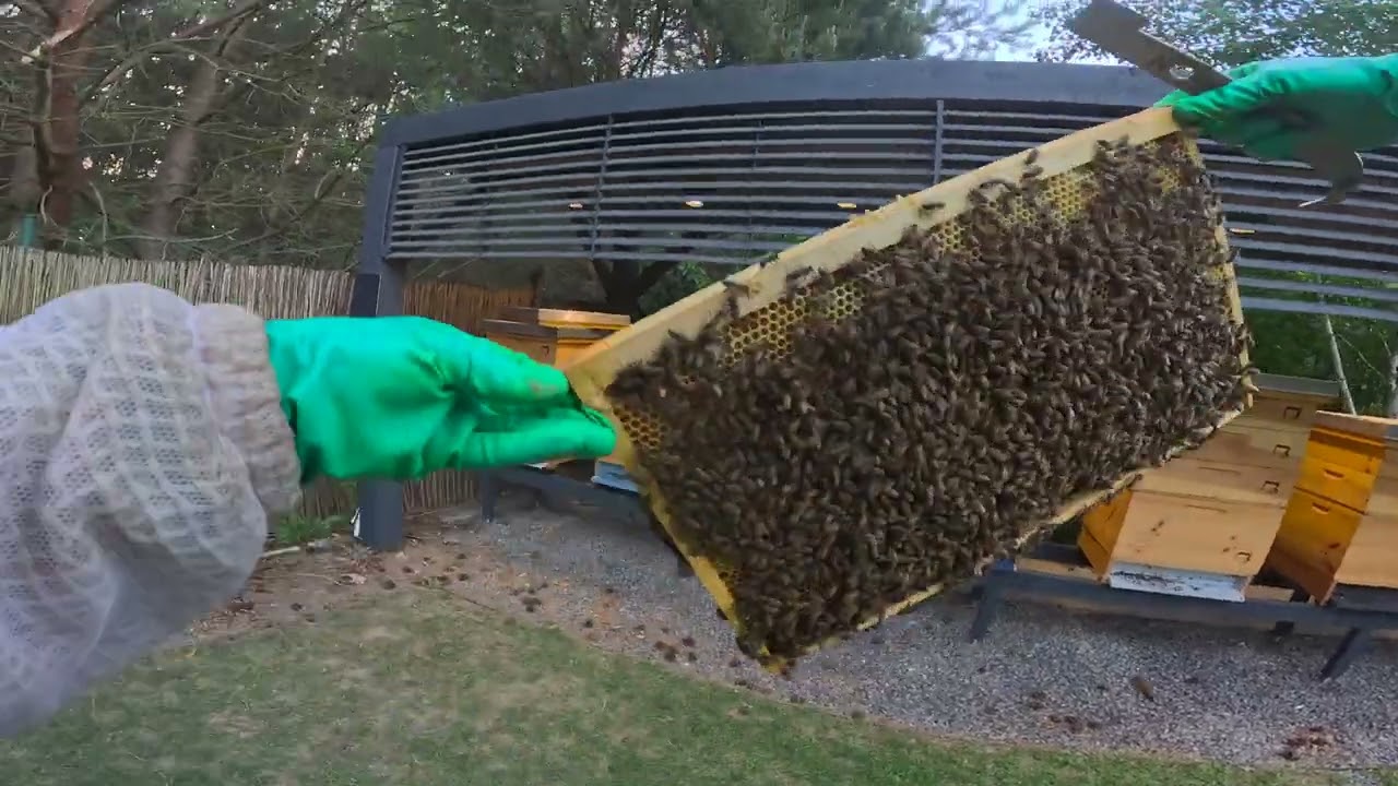 Jak łącze rodziny gdy mam pełną miodnie