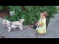 Baby being pulled down by dog funny