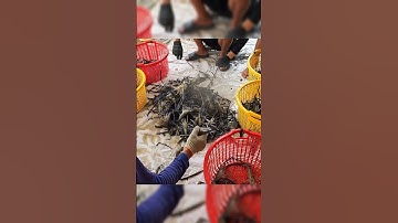 Tôm Càng Xanh | Fishing Crayfish Vietnamese #fishing #tomcangxanh #vietnamese