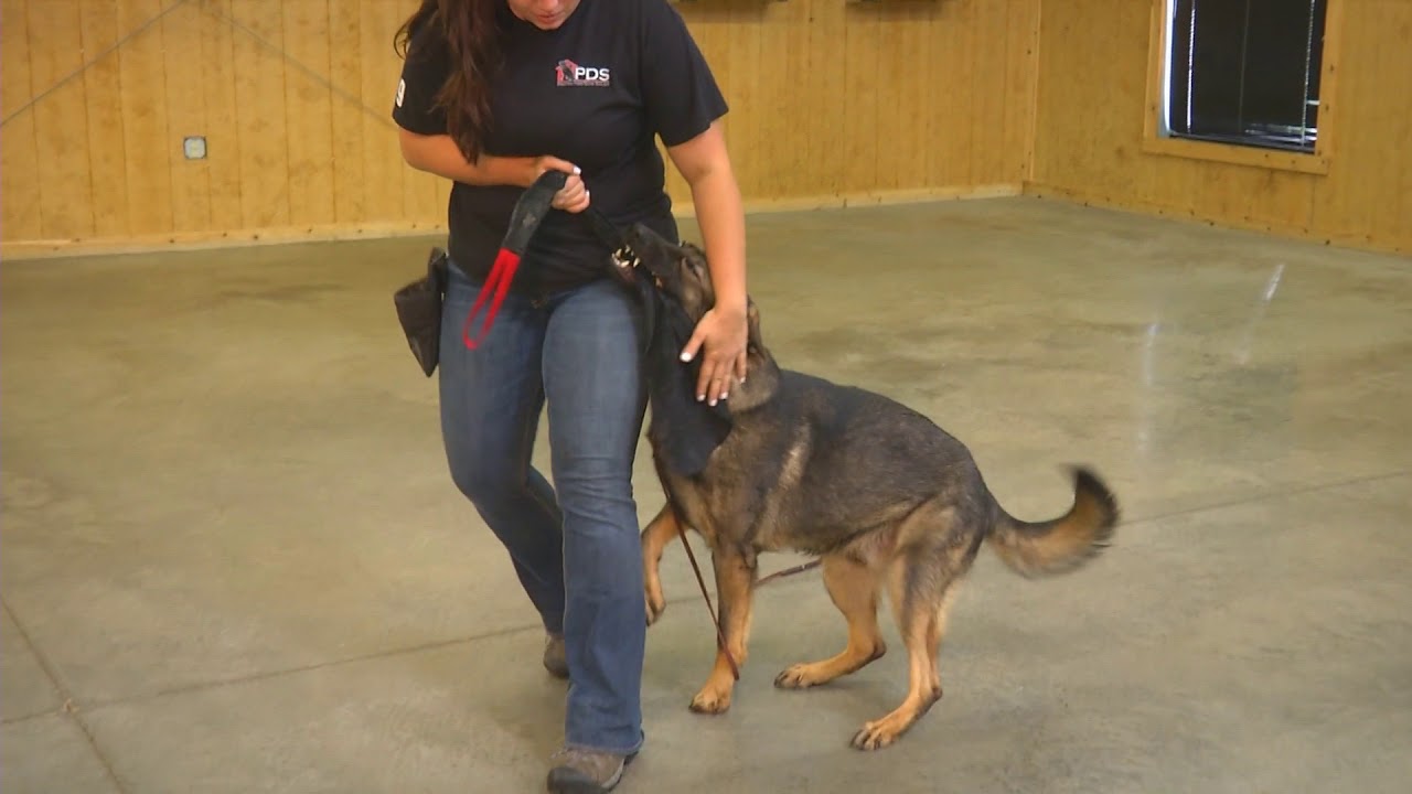 puppy paradise Black Sable German Shepherd 