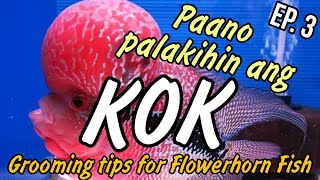 Paano Palakihin Ang Kok ng Flowerhorn Fish? Grooming Tips Ep. 3