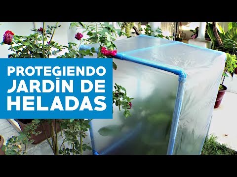 Video: Proteger las plantas de las heladas: aprenda sobre la protección de las plantas contra las heladas