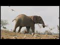 Nature: The Elephant And The Termite PREVIEW
