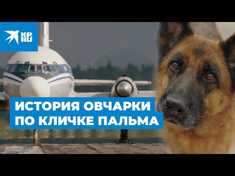 Видео: Собака, которая вдохновила организацию спасения, скончалась, но оставила свое наследие