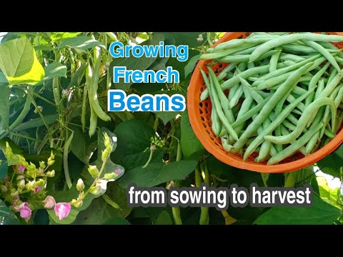 Growing French Beans from Sowing to Harvest/How to grow green beans from seeds at home by NY