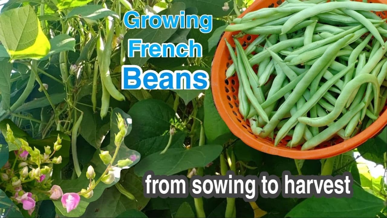 Update Growing French Beans from Sowing to Harvest/How to grow green beans from seeds at home by NY SOKHOM