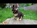 Frenchies puppies