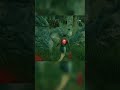 Good Chase Against Wesker! (Dead By Daylight)
