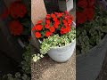 緋色のインパチェンスとネイビーの鉢#flowers #garden #庭作業 #植物 #nature #フラワーポット