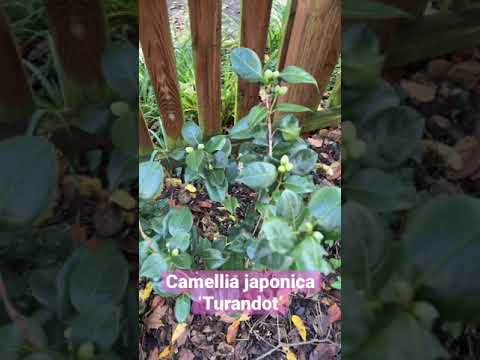 Video: Ninapaswa kupogoa japonica yangu lini?