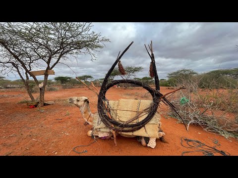 Geediga Awrta Iyo Baadiyaha