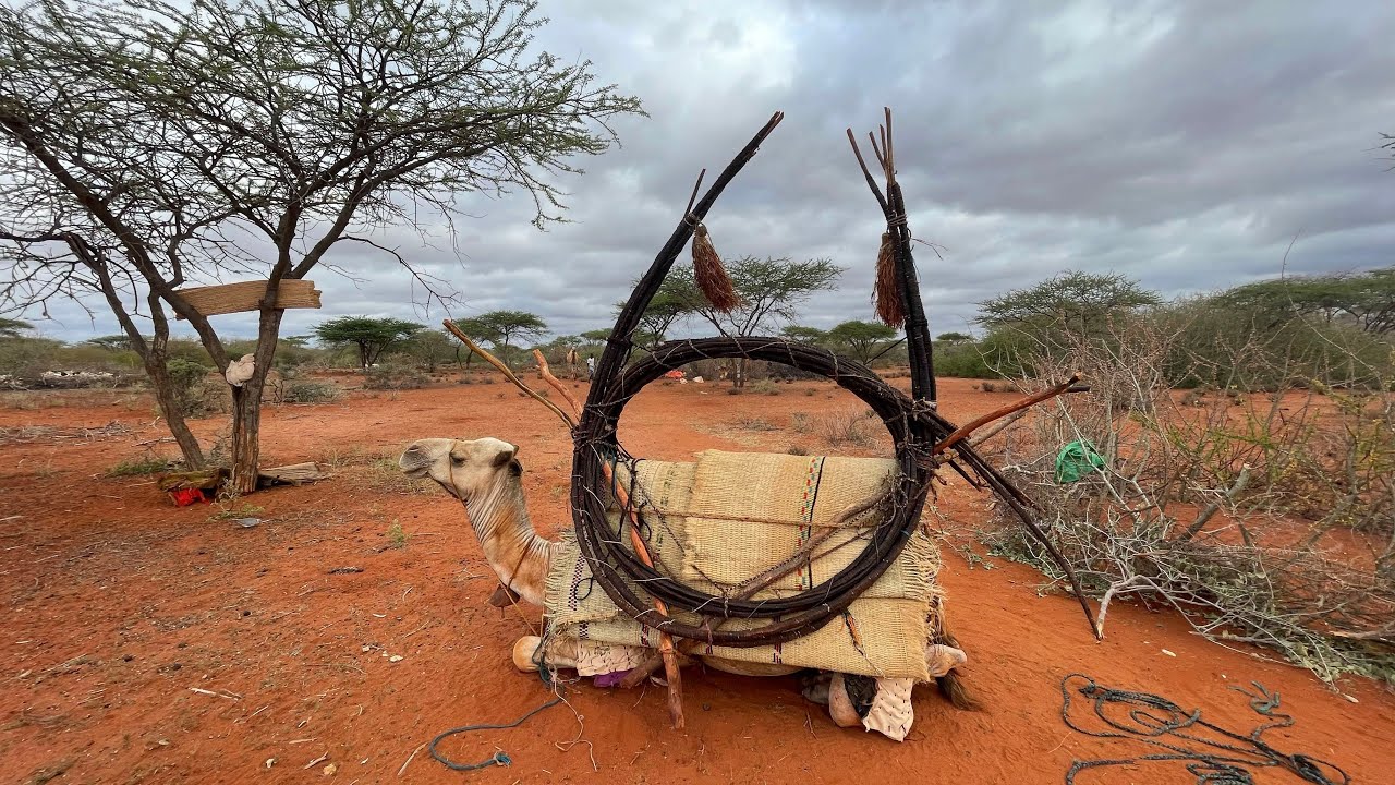 Geediga awrta iyo baadiyaha