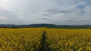Walking in Bamberg nature #nature #Bambeg