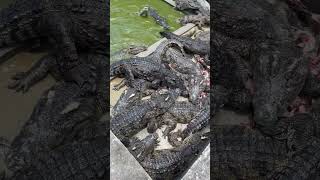 Feeding My Crocodiles Farming Daily
