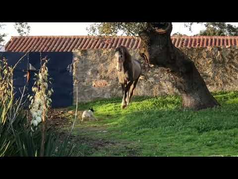 Video: Raza De Caballo Lusitano Hipoalergénico, Salud Y Vida útil