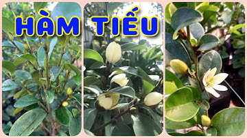 Cây Hàm tiếu hoa trắng sữa sai hoa | 0386569374 - Ngọc Ngân Bến Tre | Chuyên cây độc lạ