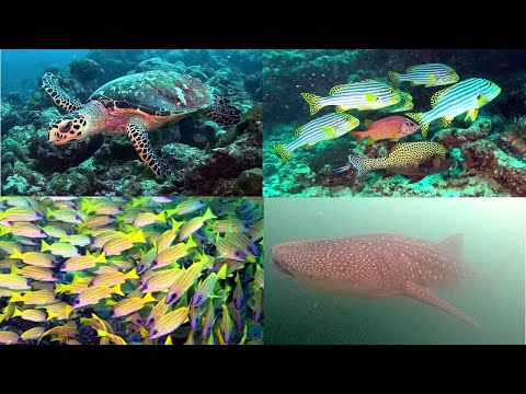 Diving Maamigili Beyru