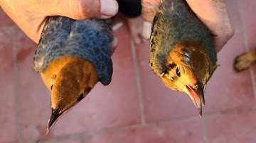 Tiếng Hoét Lửa Lưng Xám , Hoét Vàng Gọi Rít Bầy Chuẩn Giọng Bẫy Cạnh Tranh 2025 , Bẫy Hoét Lửa Vàng