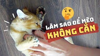 Tại Sao Mèo Hay Cắn Tay Chủ | Làm Sao Để Mèo Không Cắn