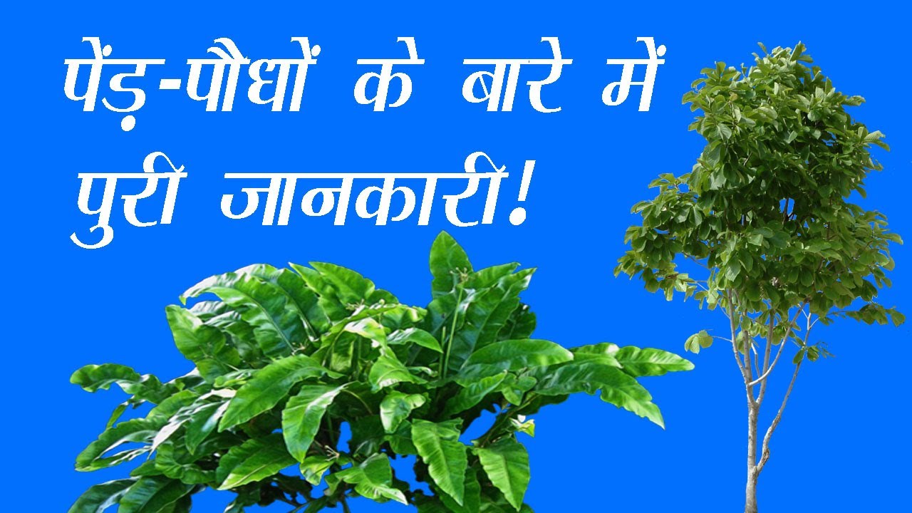 Plants around us plants around us in hindi plants around us class 2