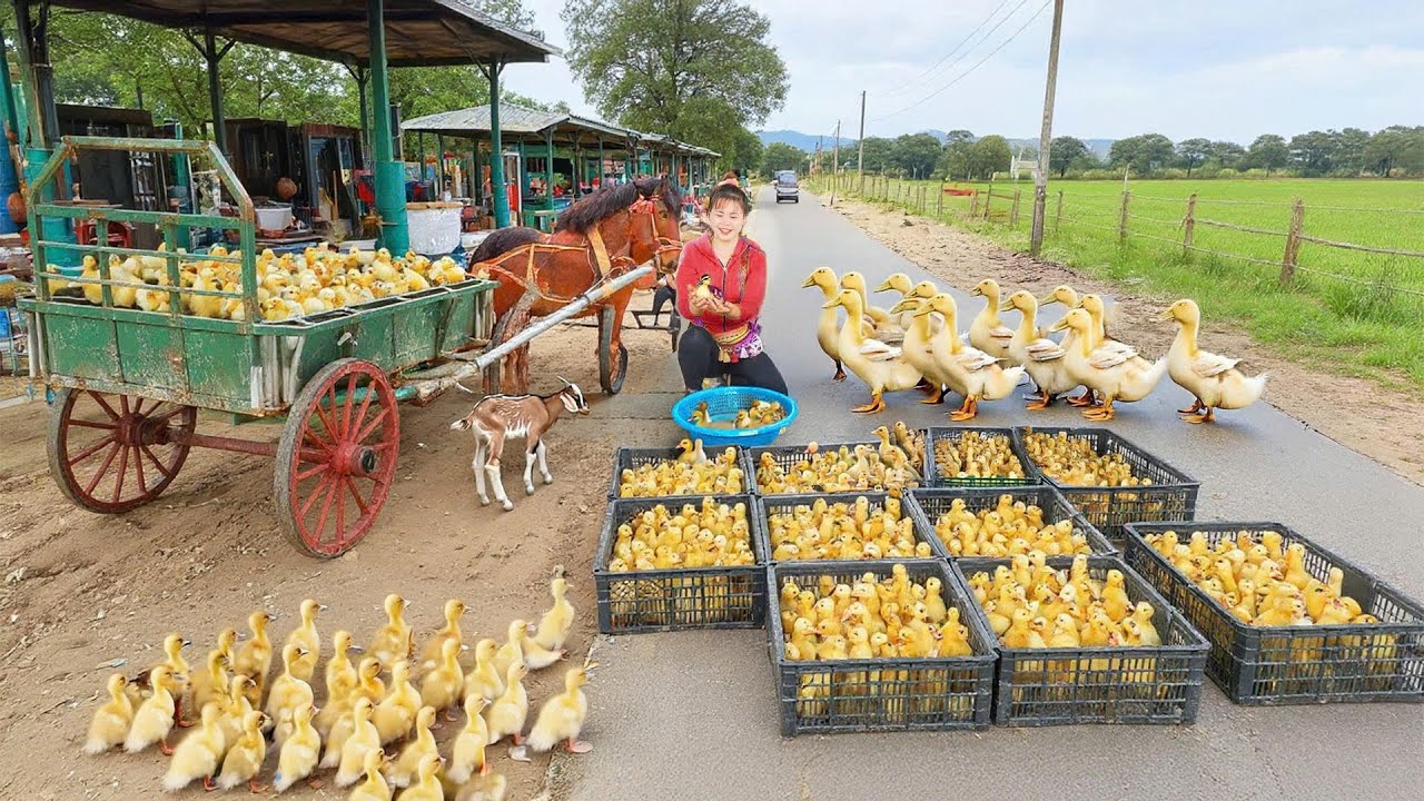 Buy Many Ducklings - Use Horse Cart to Take Them to Market Sell | Tiểu Ca Daily Life