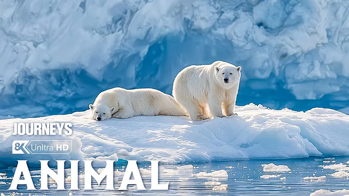 Incredible Animal Journeys | How Animals Thrive in the Arctic Wilderness