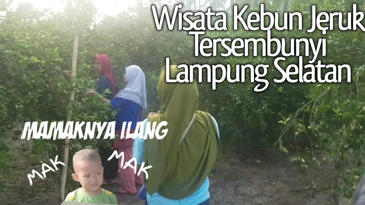Kebun Jeruk Manis Wisata Tersembunyi Lampung Selatan Youtube Kebun Jeruk Manis Wisata Tersembunyi Lampung Selatan Youtube