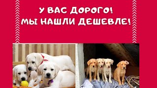 🐕📝🐾 Сколько стоит щенок лабрадора?