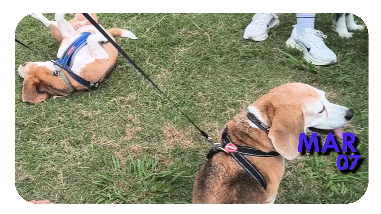 Pokémon Go to the Park