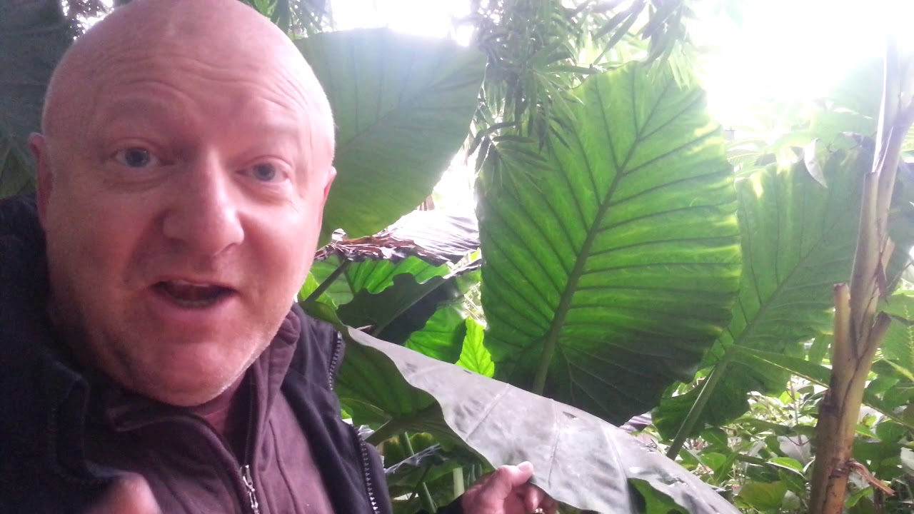 Rainforest plants - YouTube