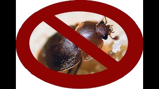 How to build a 10 frame small hive beetle trap Bottom Board - Includes Cut List