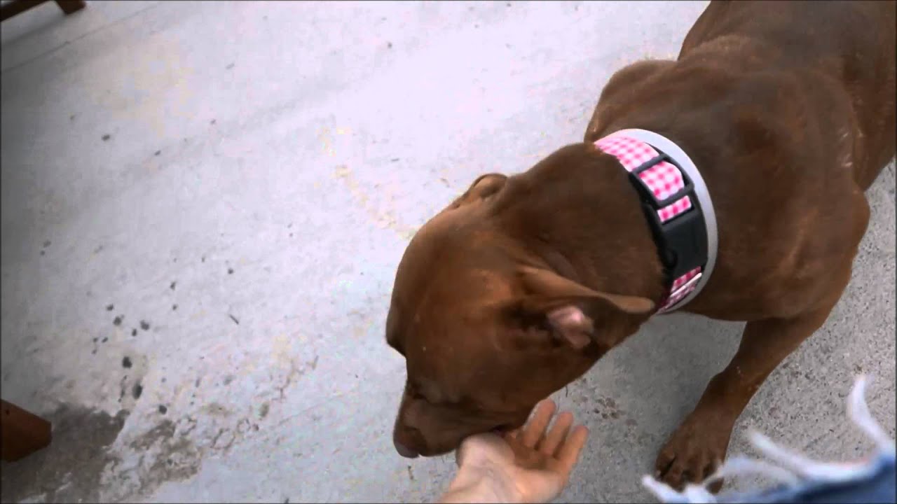 Margia - A1041884 - Brooklyn ACC camera iphone 8 plus apk