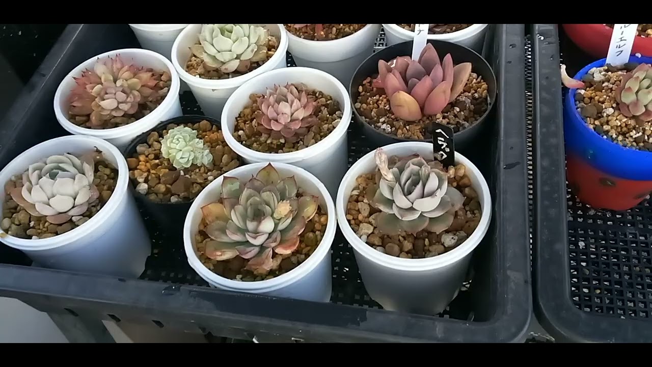 多肉植物エケベリア紅葉 Youtube